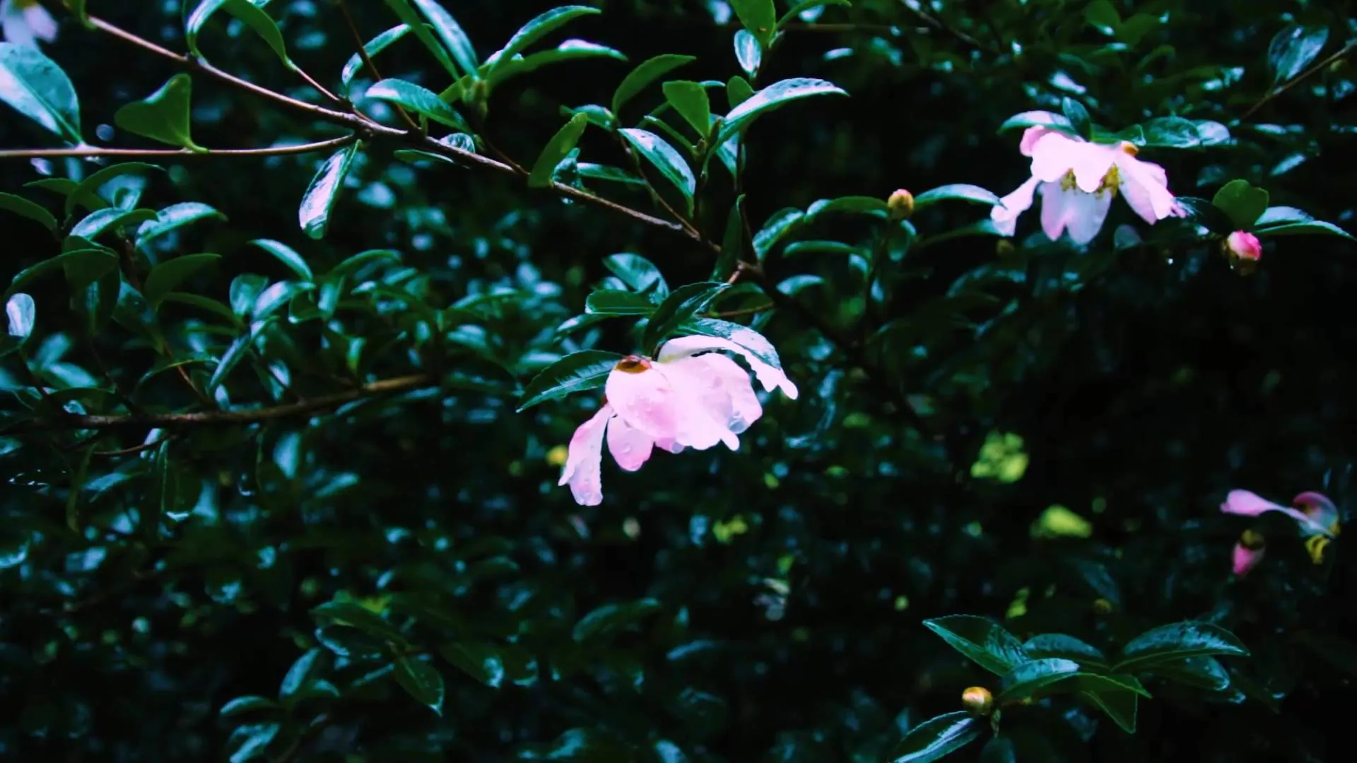 『印象派の水面』場面カット③ 雨に濡れる花